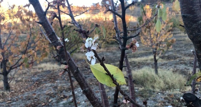 Amasya’da kiraz ağaçları mevsimi şaşırdı