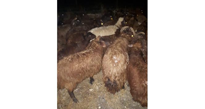 Iğdır’da çalınan 80 küçükbaş hayvan Jandarmanın takibi sonrasında bulundu