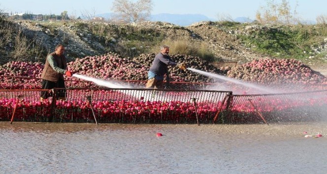 "Kırmızı altında" hasat başladı