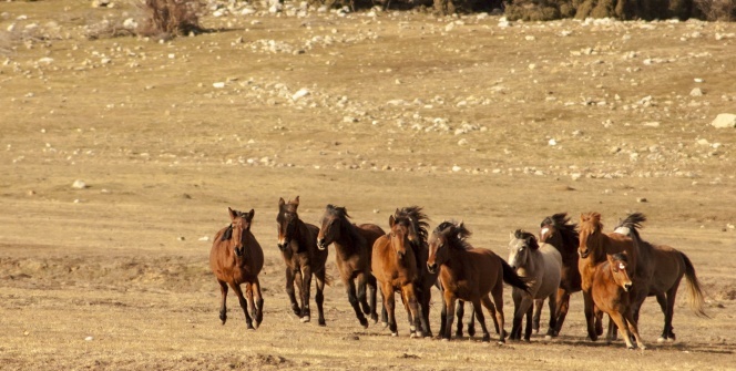 Soyları Osmanlı Süvari birliğine dayanıyor, uçsuz bucaksız doğada özgürce yaşıyorlar