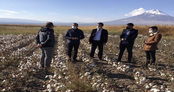 Çukurovada Pamuk hasadı zamanı