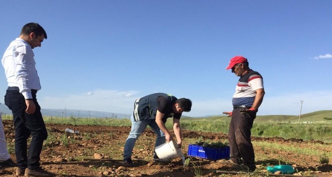 Bingöl’de hasadı yapılan lavanta, çay ve yağ olarak işlenecek