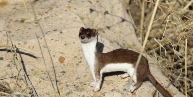Gelincik, beyaz ve kahverengi görüntüsüyle poz verdi