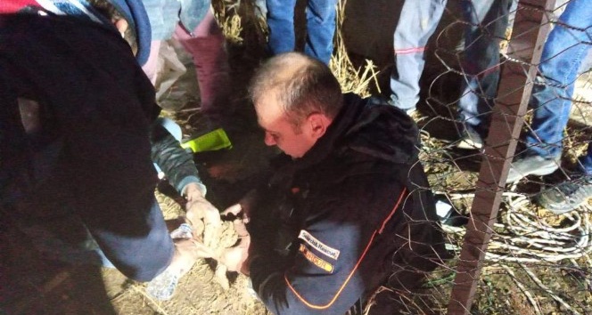 Burdur’da sondaj kuyusuna düşen yavru köpek kurtarıldı