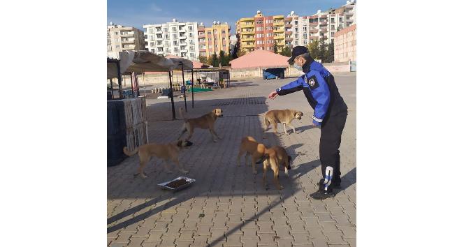 Kızıltepe Belediyesi sokak hayvanlarını unutmadı