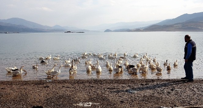 Salgın nedeniyle İstanbul’dan kaçtı, köyünde kaz beslemeye başladı