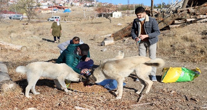 Kısıtlamada sokak hayvanlarını unutmadılar