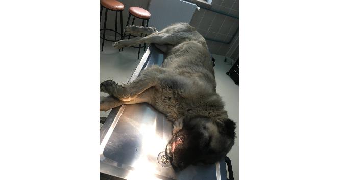 Dili damaklarına bitişik olan kangal köpeklere cerrahi müdahale yapıldı
