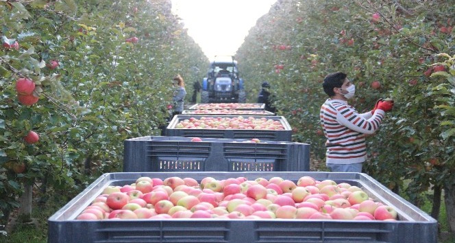 Türkiye’nin elma deposunda son hasat yapıldı