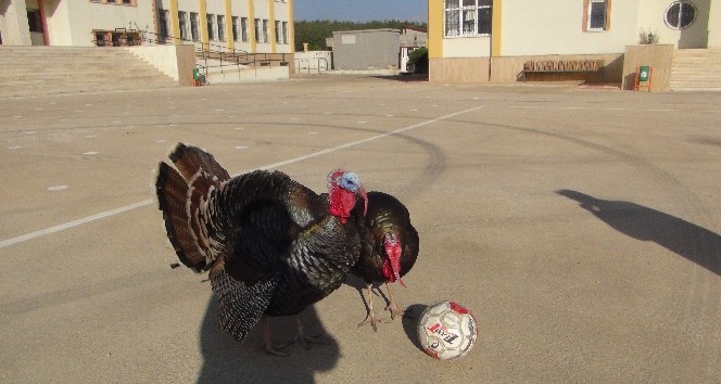 Yetenekli hindilerin futbol keyfi