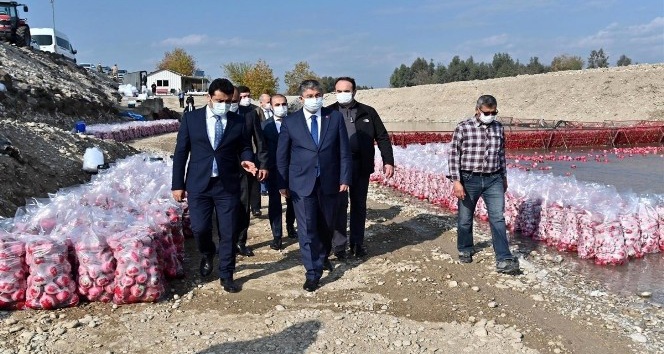 Türkiye’de turpun yüzde 74’ü Osmaniye’de üretiliyor