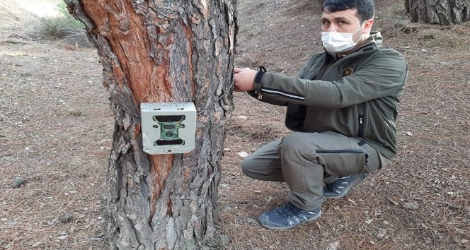 Ormanlara Fotokapanlar yerleştiriliyor