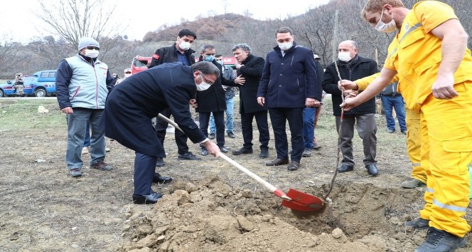 Tokat’ta 80 bin ceviz fidanı toprakla buluşturuldu