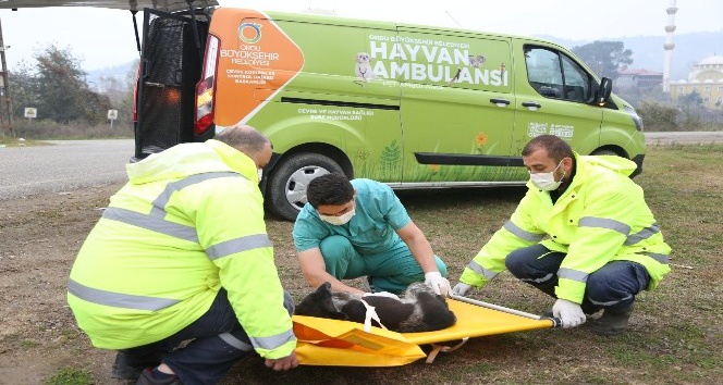 Hayvan ambulansı hayat kurtarıyor