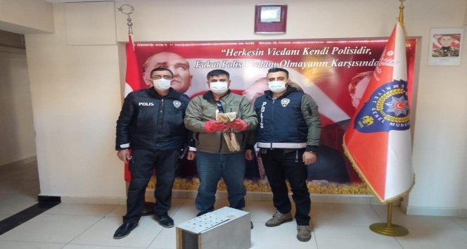 Mardin’de yaralı şahin koruma altına alındı