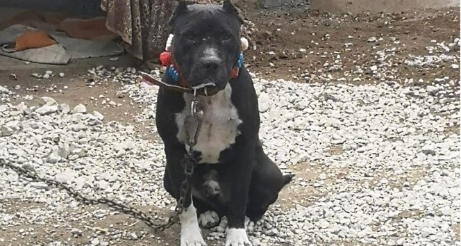 Kırıkkale’de ’yasak ırk’ köpek besleyen kişiye ceza