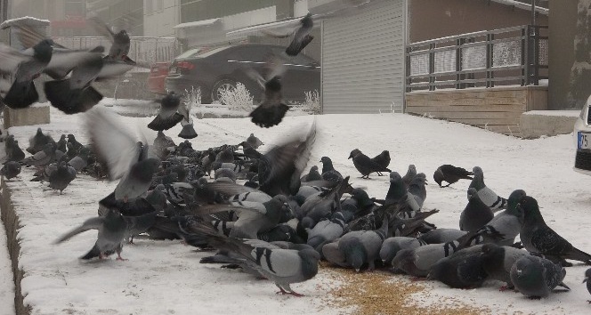 Soğuk havada aç kalan kuşlara esnaf sahip çıktı