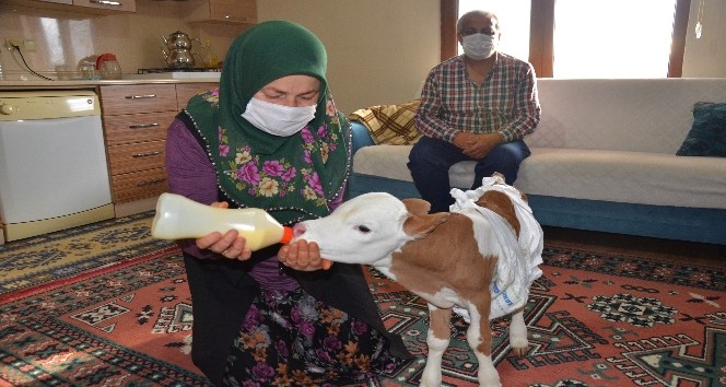 Prematüre doğan buzağıyı anne şefkati ile evde besliyorlar