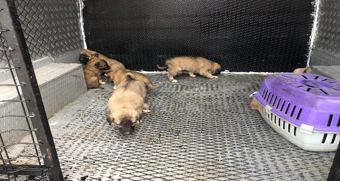 Çalılıklarda bulunan yavru köpekler koruma altına alındı