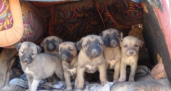 Kısıtlama hayvan sevgisine engel olmadı