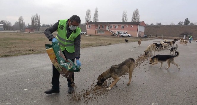 Besleme aracının kornasını duyduklarında koşarak gelip mamalarını yiyorlar
