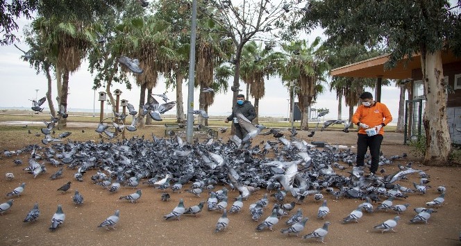 Mersin’de sokağa çıkma yasağında sokak hayvanları unutulmadı
