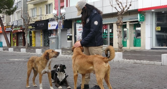 HAYDİ polisleri kısıtlamada sokak hayvanlarını besledi
