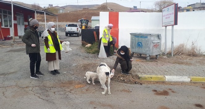 Gönüllü öğretmenler sokak hayvanlarına mama bıraktı