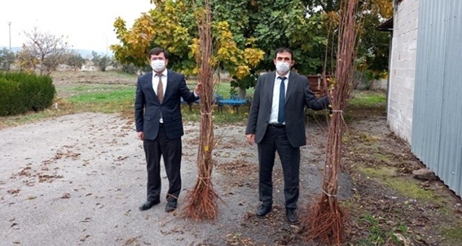 Osmaniye’de çiftçilere vişne fidanı dağıtıldı