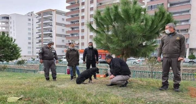 Sokağa çıkma kısıtlamasında sokak hayvanları unutulmadı