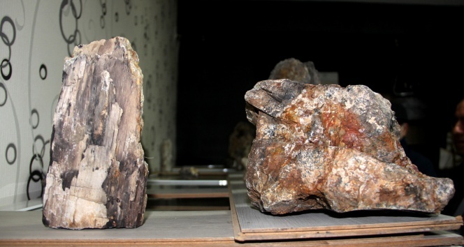 Erzurum’da 160 milyon yıllık taşlaşmış fosil ağaç bulundu