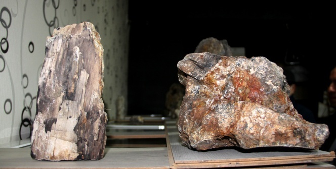 Erzurum’da 160 milyon yıllık taşlaşmış fosil ağaç bulundu