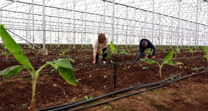 Akıllı sistemle yönetilen serada yıl boyu muz üretilecek