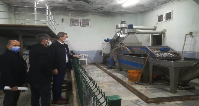 Zeytinyağı Fabrikalarında korona denetimi