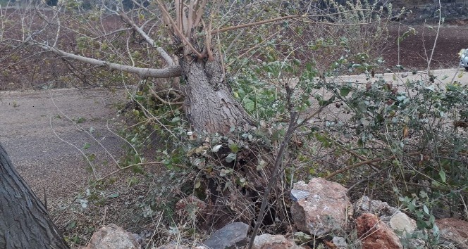 Osmaniye’de şiddetli rüzgar nedeniyle devrilen ağaçlar yolları kapattı