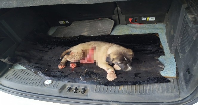 Yavru köpeğin boğazını kesip karnını deştiler