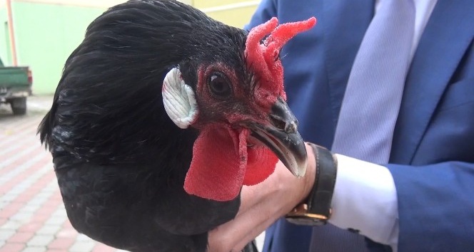 Hacıkadı tavuk ırkının nesli tükenmek üzere