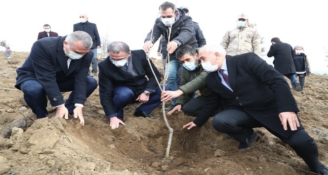 1 milyon ceviz fidanı toprakla buluşacak