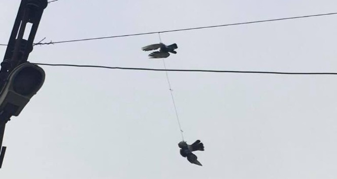 Elektrik tellerine takılan güvercinler kurtarıldı