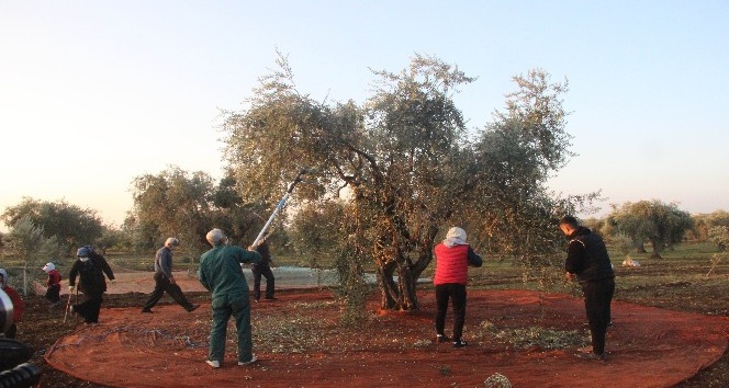 Zeytin hasadına yağmur engeli