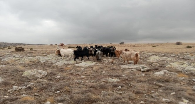 Jandarma kaybolan koyunları drone ile buldu