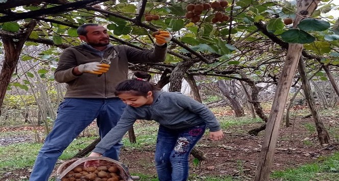 Kivi hasadı devam ediyor