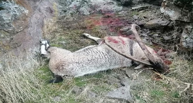 Tunceli’de bir dağ keçisi daha vuruldu