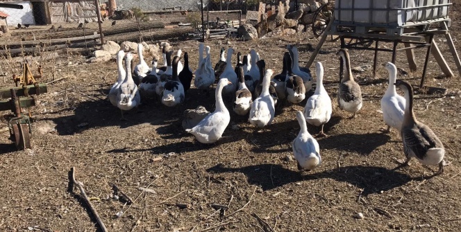 Yetiştirdiği kazlar adeta kapışılıyor