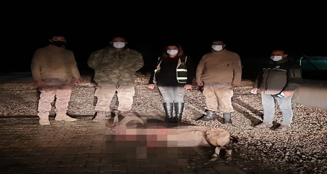 Dağ keçisini vuran şahıs yakalandı, 28 bin 405 TL ceza kesildi