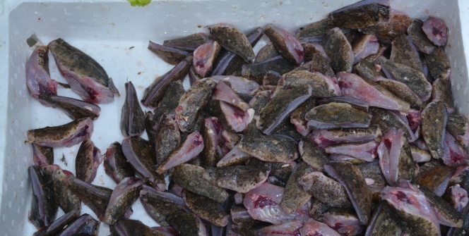 Dışı zehirli içi lezzet deposu