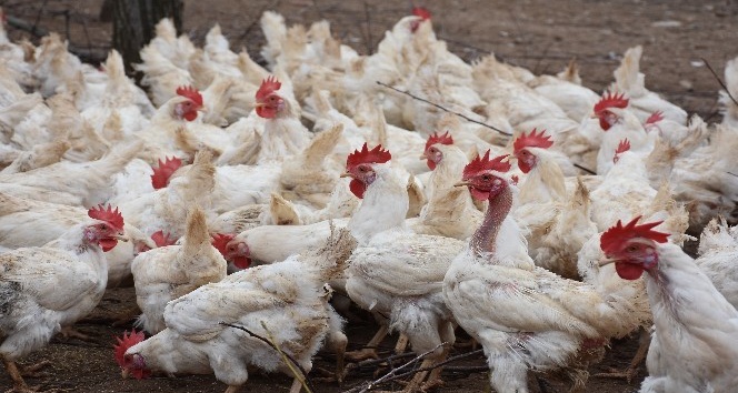 Son bir ayda görülmeye başladı, tek çaresi ’aşı’