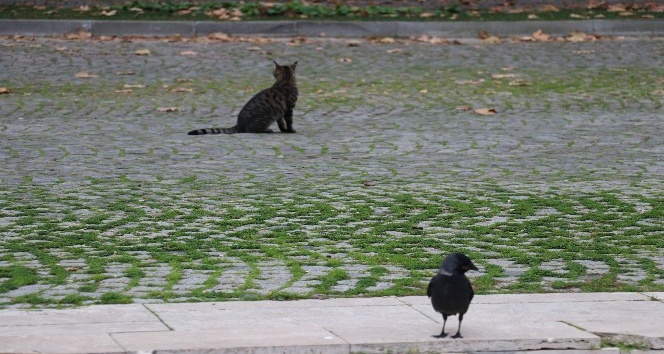 Yalova’da sokaklar hayvanlara kaldı