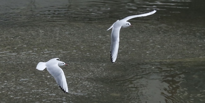 Ankara’nın martıları