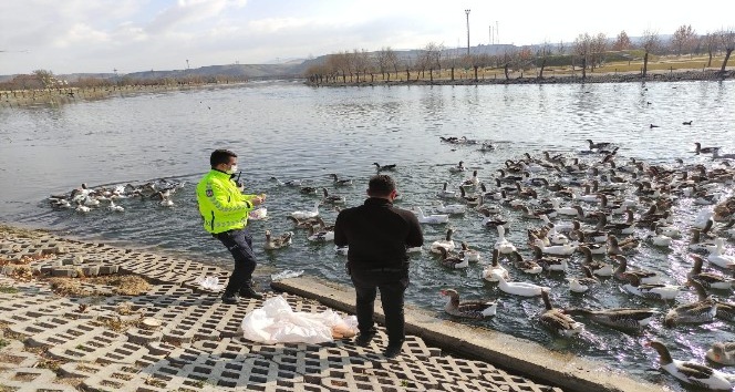 Polis ekipleri Kızılırmak’ta bulunan kaz ve ördekleri besledi